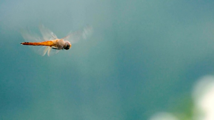 蜻蜓飞翔动物世界蜘蛛网大自然特写