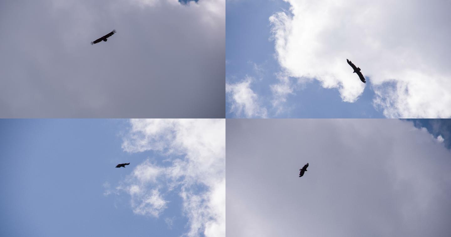 捕食者在天空中漂浮