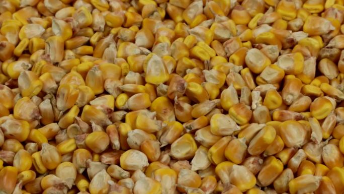 旋转的玉米粒粮食安全纪录片种种业