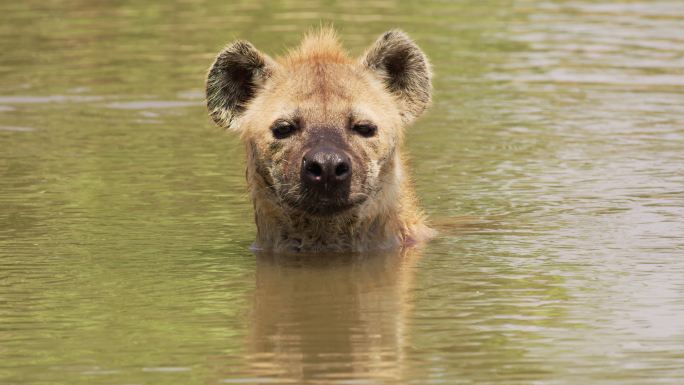 特写鬣狗在水中的肖像