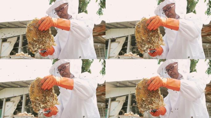 养蜂人在农场采蜜国外外国蜂农养殖饲养