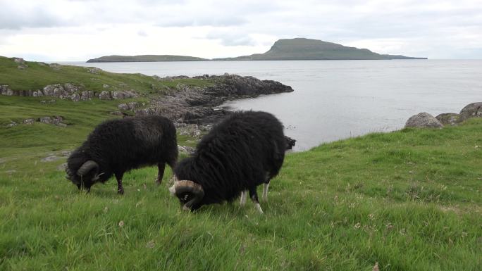 羊在海边的原野里吃草。