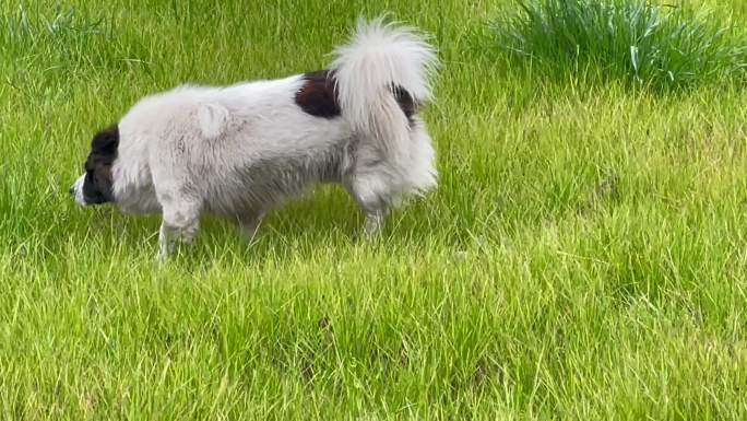 狗狗在草地上