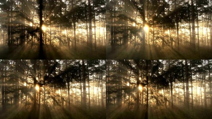阳光明媚的森林逆光金色阳光树林丁达尔森林
