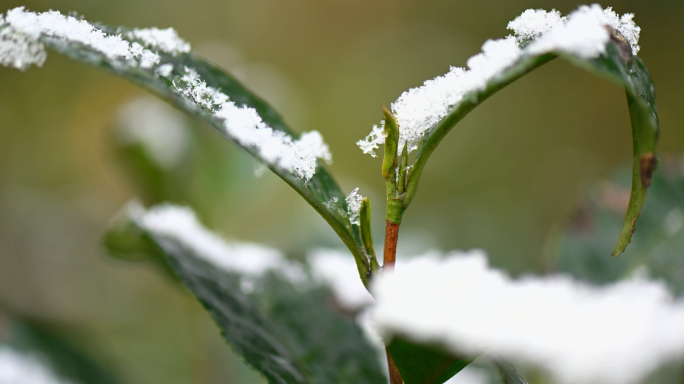 季节变化茶树茶叶上的雪融化延时摄影