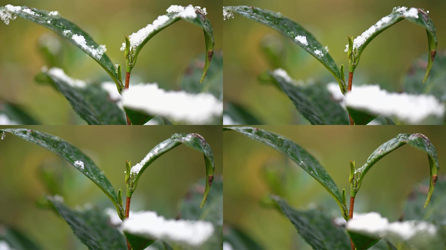 季节变化茶树茶叶上的雪融化延时摄影