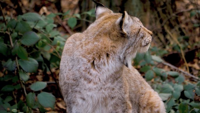 山猫特写大自然野生动物公园野生动物保护区