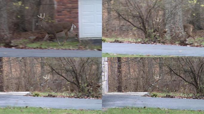 一只雄鹿在一所房子前经过。
