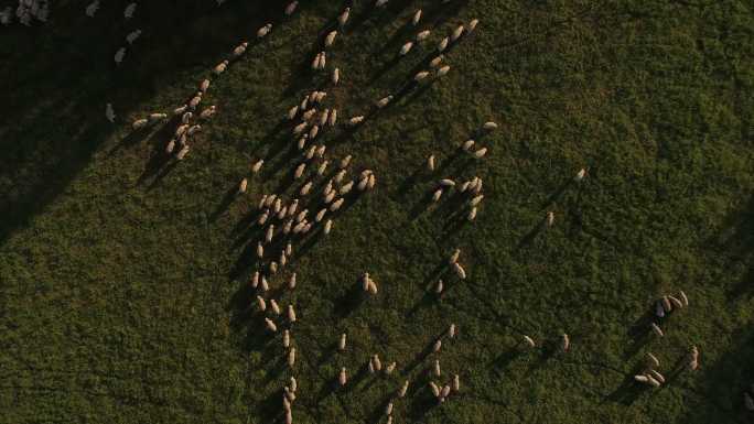 澳大利亚农场绿色围场里的绵羊