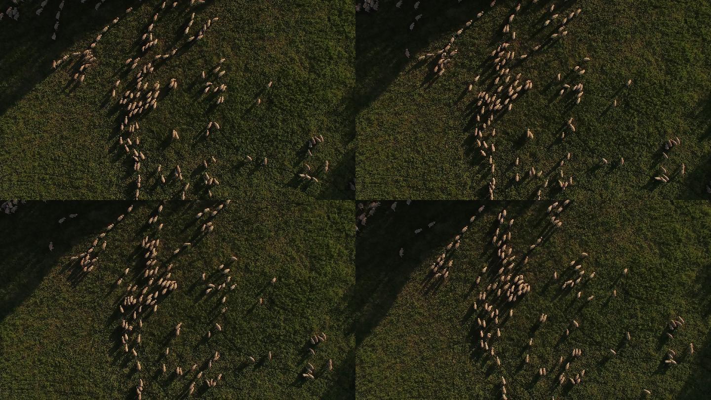 澳大利亚农场绿色围场里的绵羊