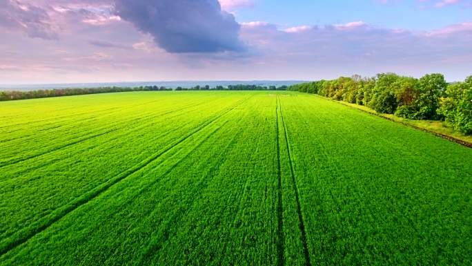 航拍绿色麦田小麦环境地平线