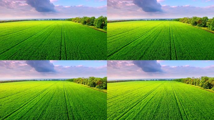 航拍绿色麦田小麦环境地平线