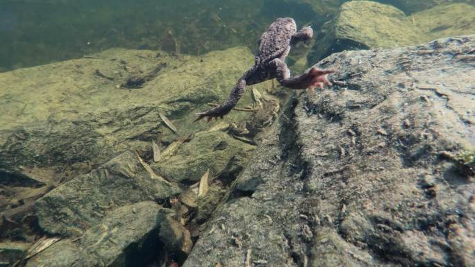 水中游泳的蟾蜍癞蛤蟆疥蛤蟆物种多样性
