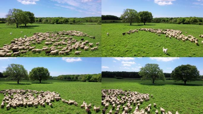一群羊在绿色的草地上吃草