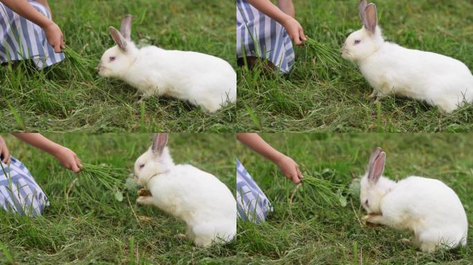 穿着夏装的女孩在草地上用草喂一只白兔