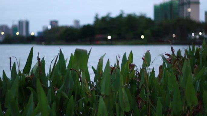 风吹草地