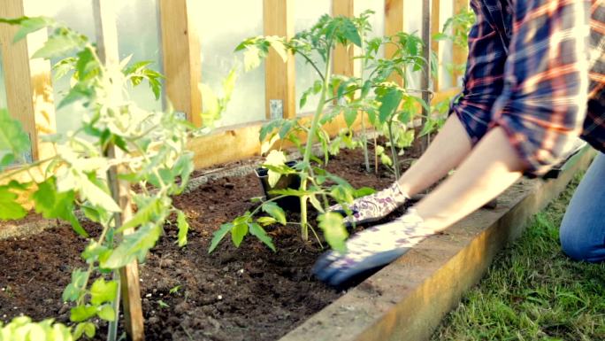 在温室里种植番茄栽培蔬菜番茄