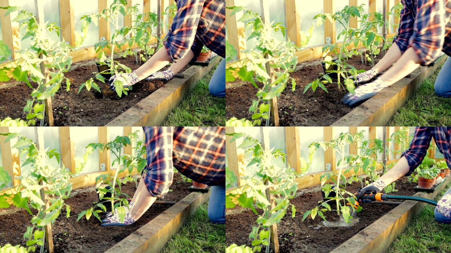 在温室里种植番茄栽培蔬菜番茄