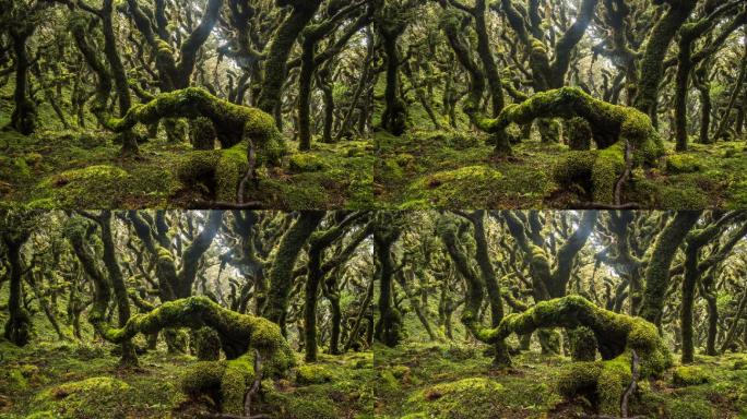 新西兰绿色荒野绿野仙踪神奇树林景观美丽大
