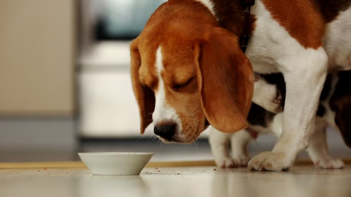 雌性小猎犬和她的小狗