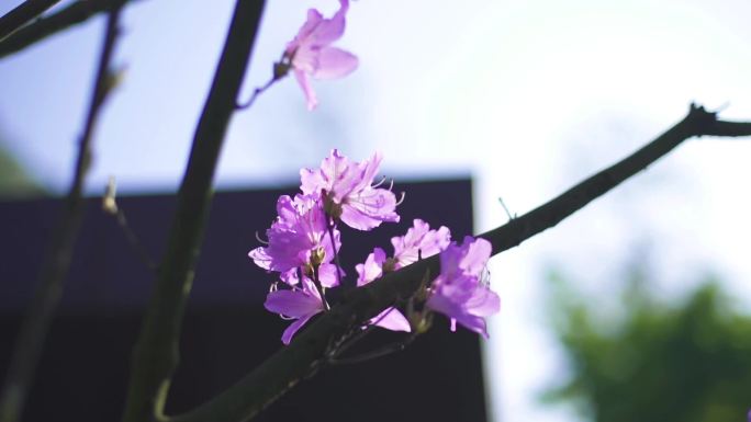 春天紫色杜鹃花