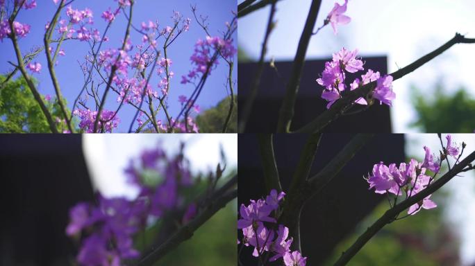 春天紫色杜鹃花