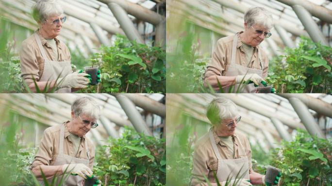 老太太在温室里照料植物幼苗