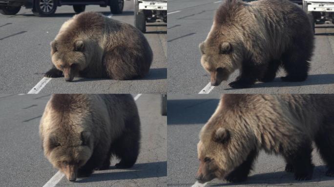 饥饿的野生棕熊走在路上