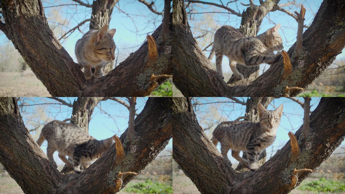 条纹猫坐在树干上萌宠野猫抻懒腰