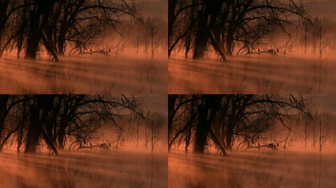 黎明的阳光透过湖面的薄雾和树木