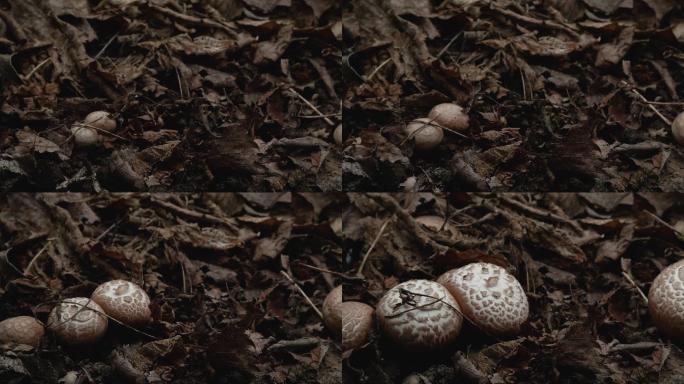 蘑菇生长的时间点延时摄影菌类枯叶