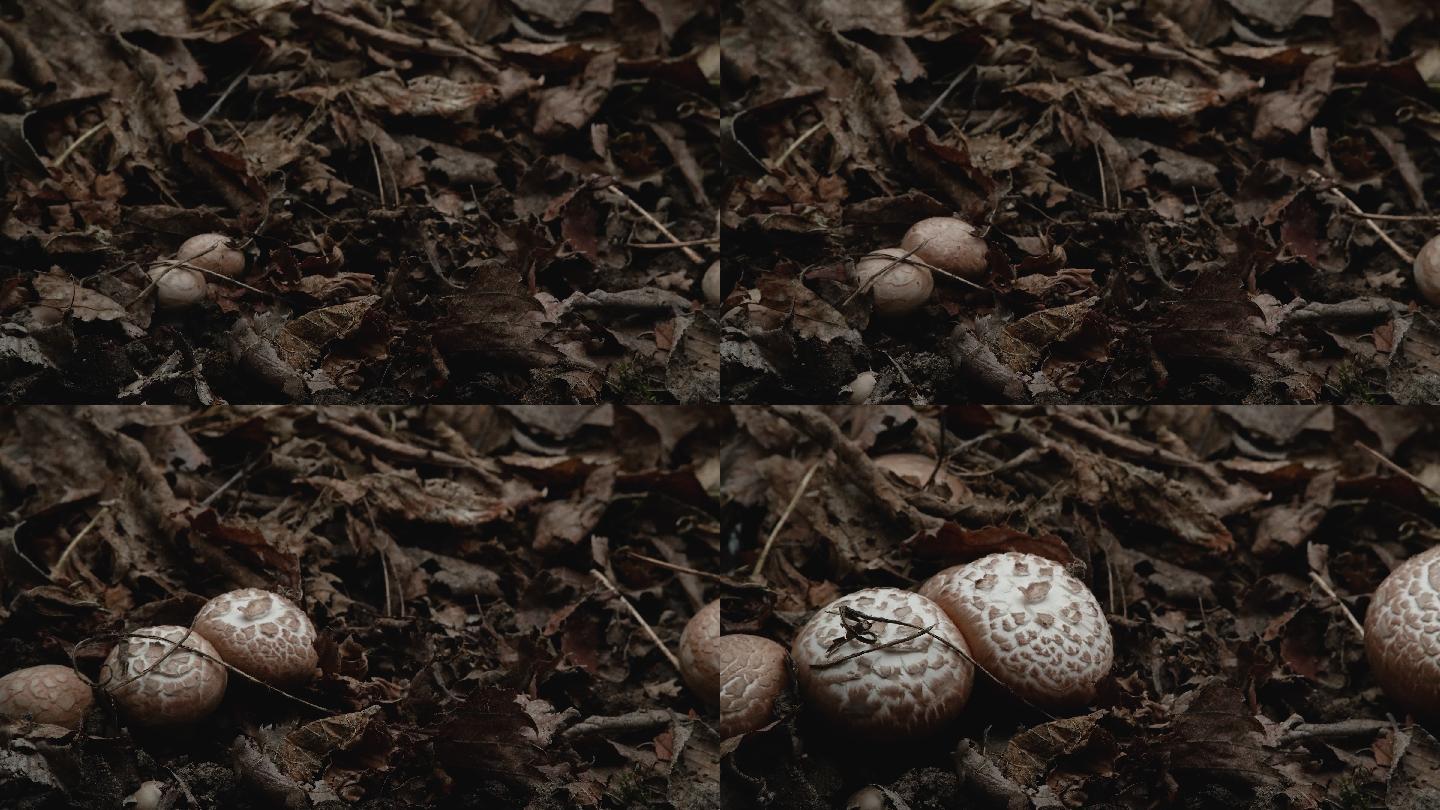 蘑菇生长的时间点延时摄影菌类枯叶