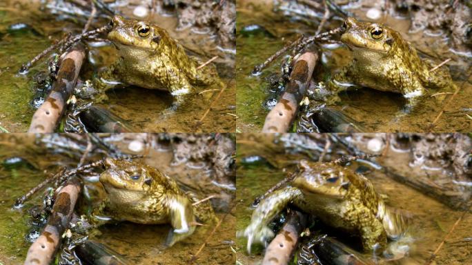 溪边的青蛙青蛙捕食盯住猎物匍匐前进