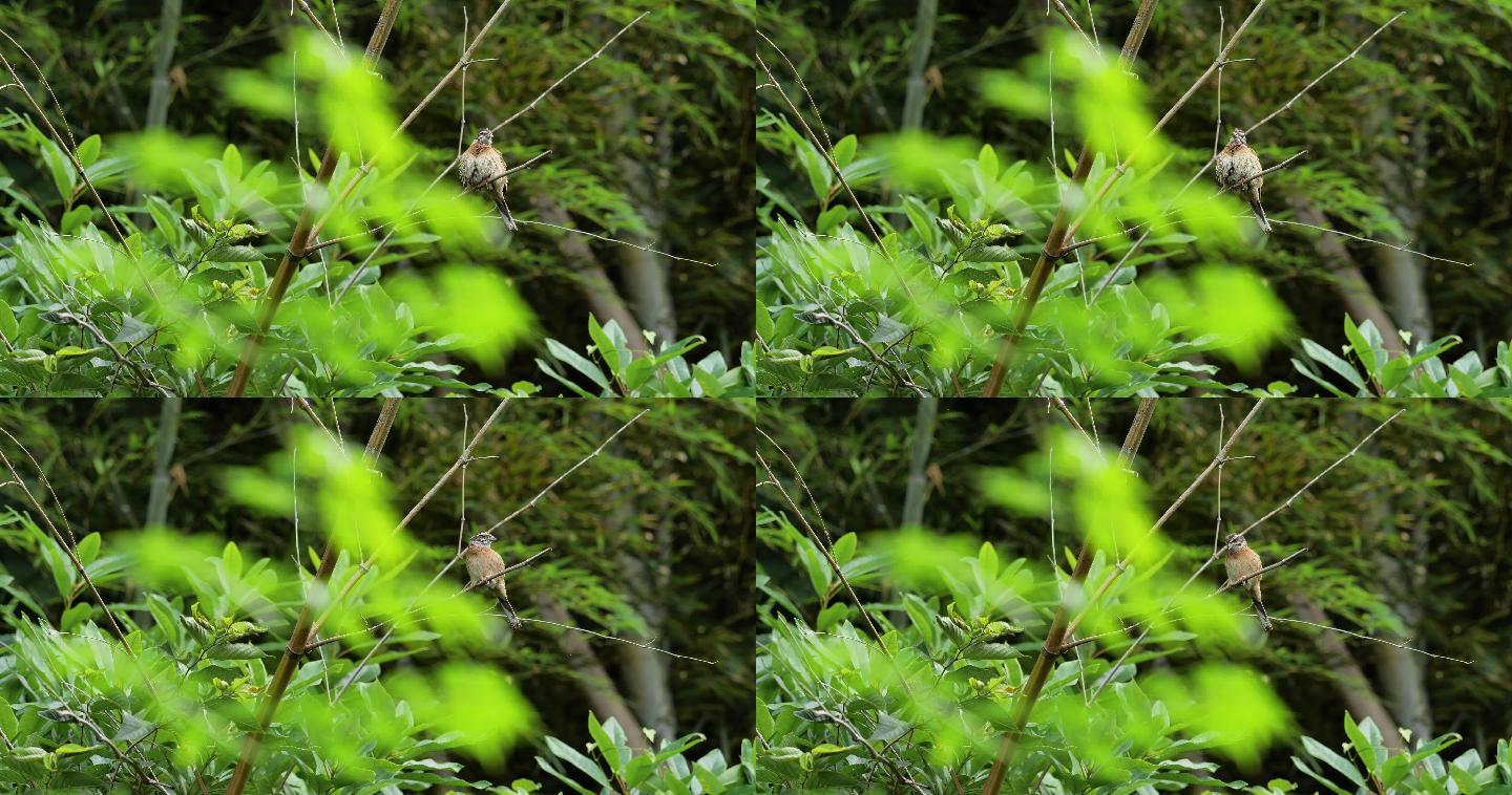 草地彩旗的母鸟鸟儿站在枝头自然春天森林鸟