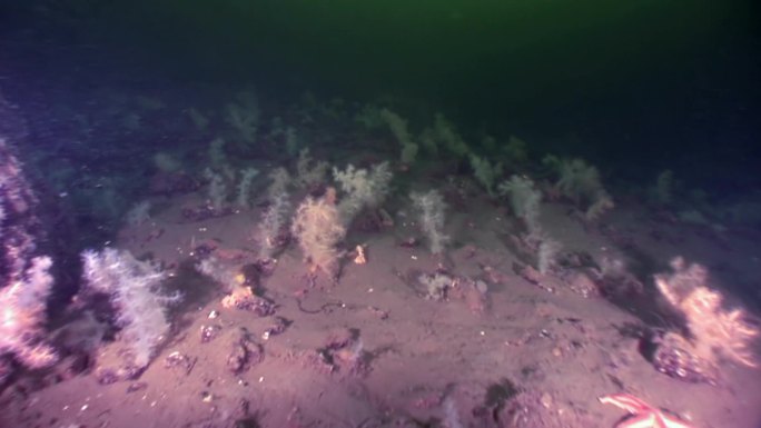 白海海底的白色松软珊瑚