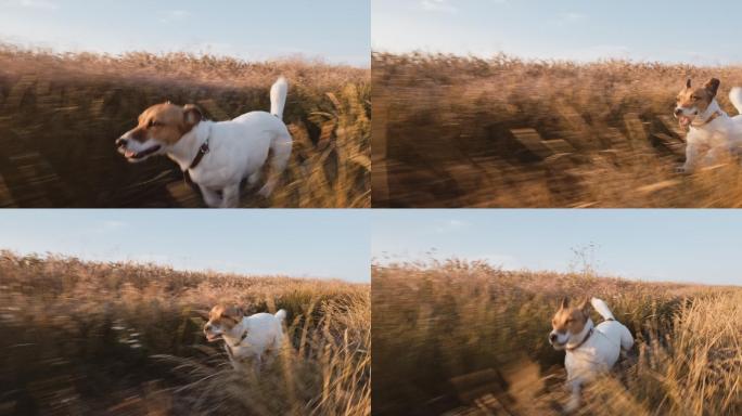 在田野奔跑的狗狗日落玩耍美丽