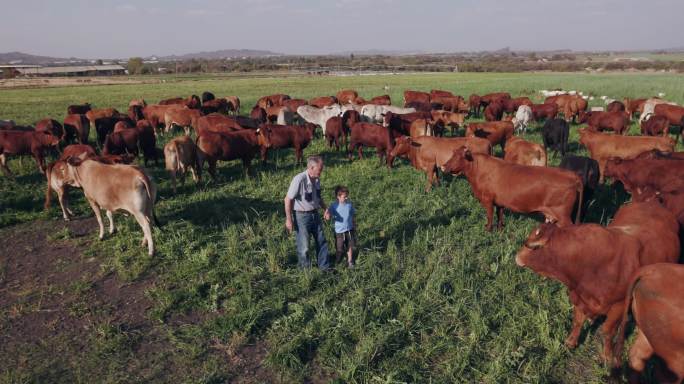年老的农民和孙子在放养的牛中间散步