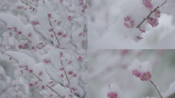 雪中梅花朱砂梅+未调色