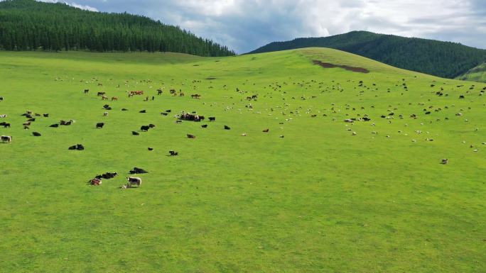 蒙古牧场放牧牧群天然青草草地草原牛群
