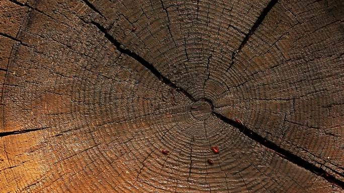湿天然木桩树干年轮光影素材空镜视频