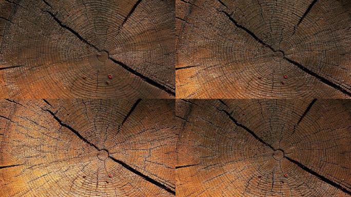 湿天然木桩树干年轮光影素材空镜视频