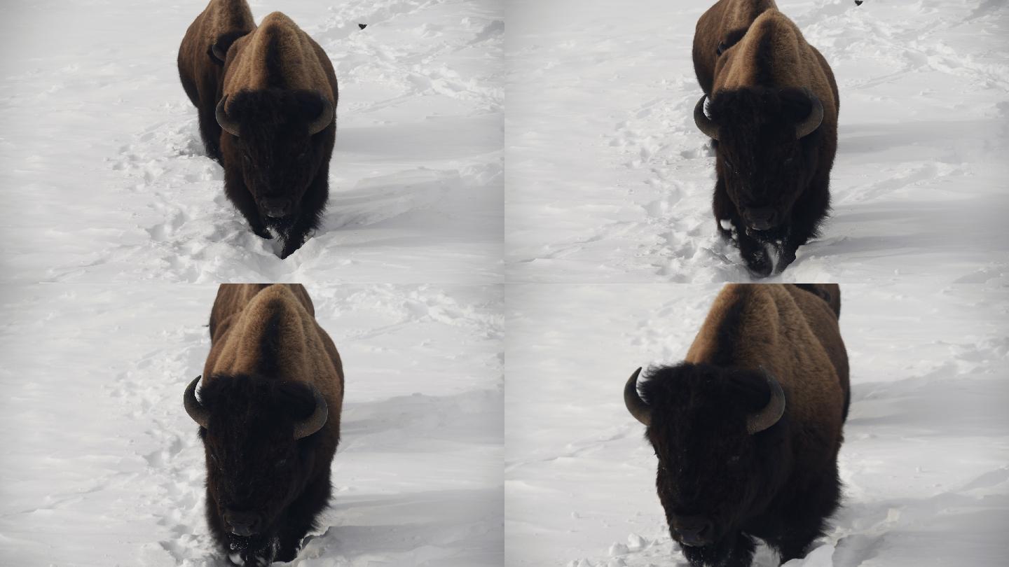 两只野牛穿过冬雪雪地雪天美洲牛群北美风光