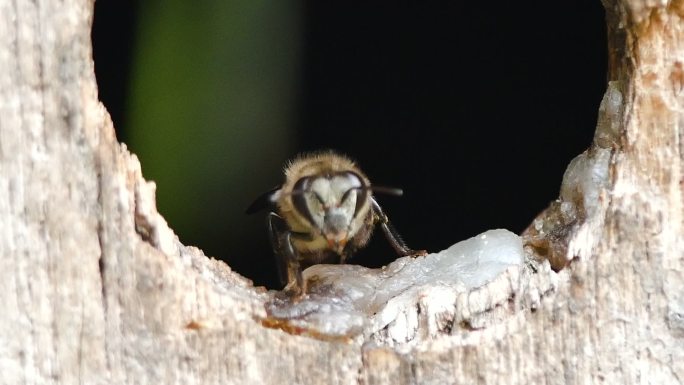 蜜蜂到木质蜂巢收集花蜜