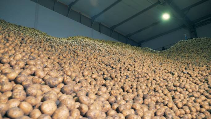 巨大的工厂装满了新鲜的土豆