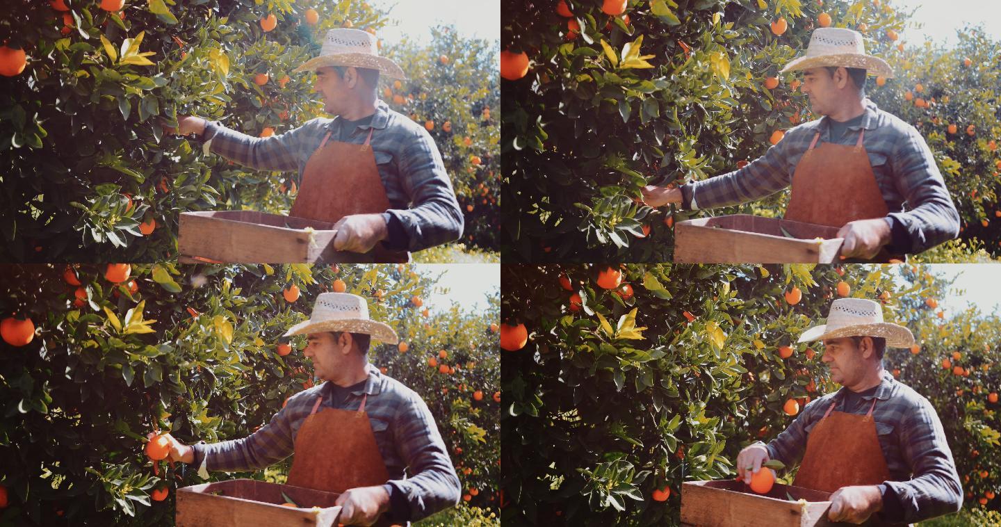 农民采摘新鲜的橙子
