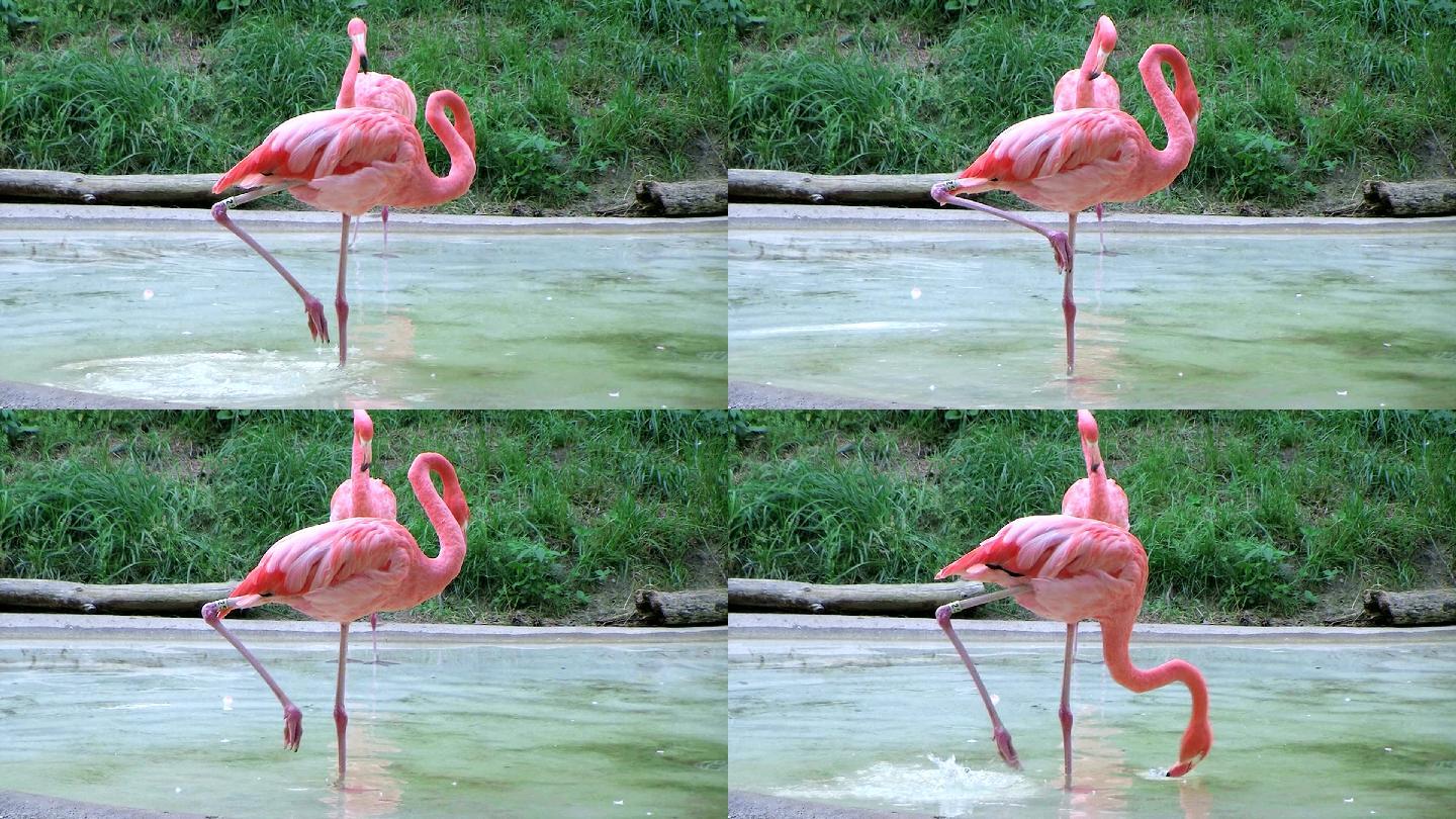 火烈鸟在水中梳洗红鹳红鹤盐湖水滨地中海