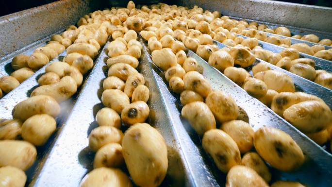 在食品厂用输送机分拣土豆的过程