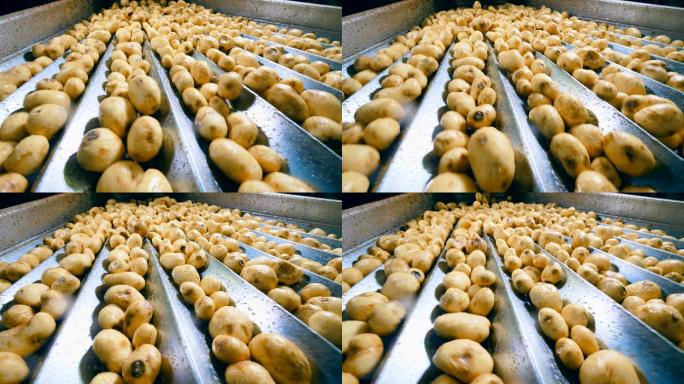 在食品厂用输送机分拣土豆的过程