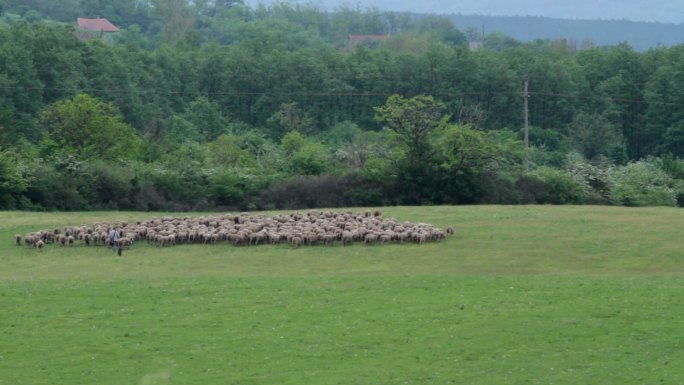 羊群牧羊草地