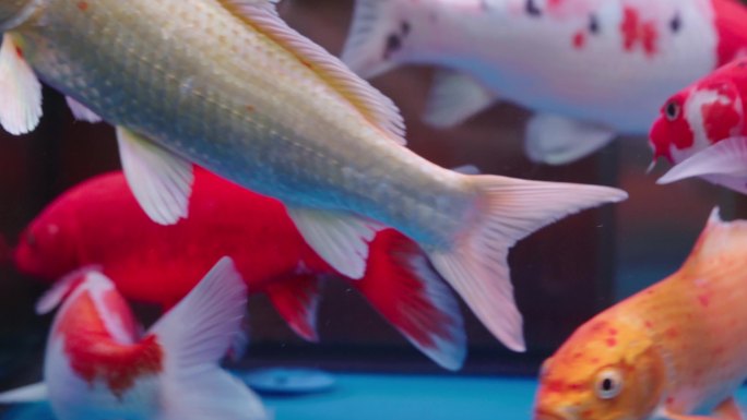 鱼缸里饲养的大条各种颜色的锦鲤